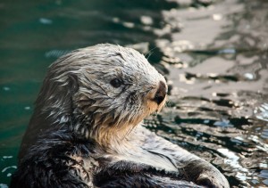 Sea Otter Floating in Kelp