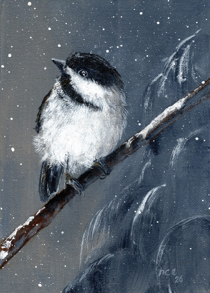 Black-capped Chickadee on snowy branch.