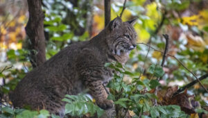 Bobcat in Autumn