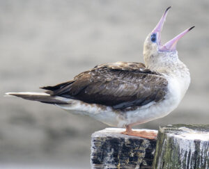 Red-footed Booby in Port Townsend.