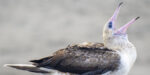 Red-footed Booby in Port Townsend.