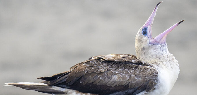 Red-footed Booby in Port Townsend.