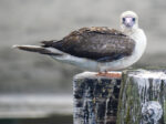 Red-footed Booby