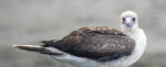 Red-footed Booby