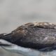 Red-footed Booby