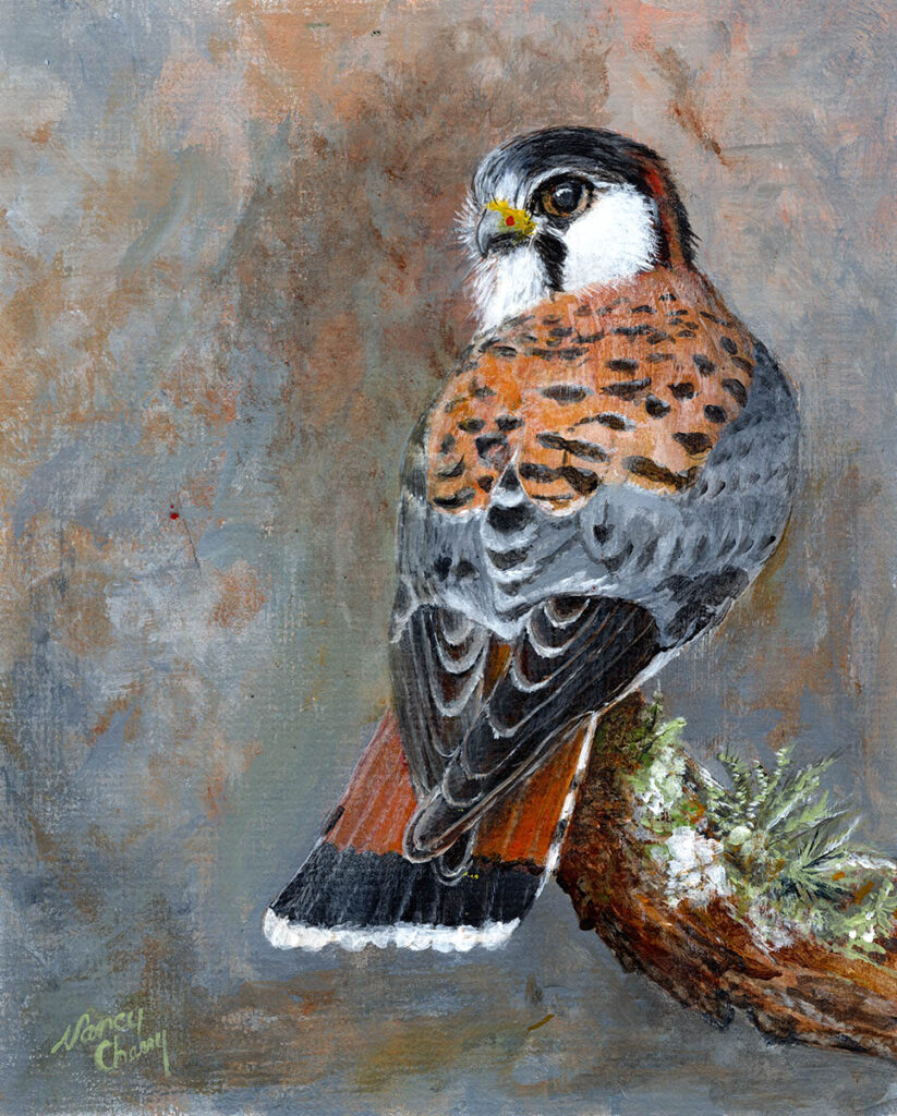 American Kestrel