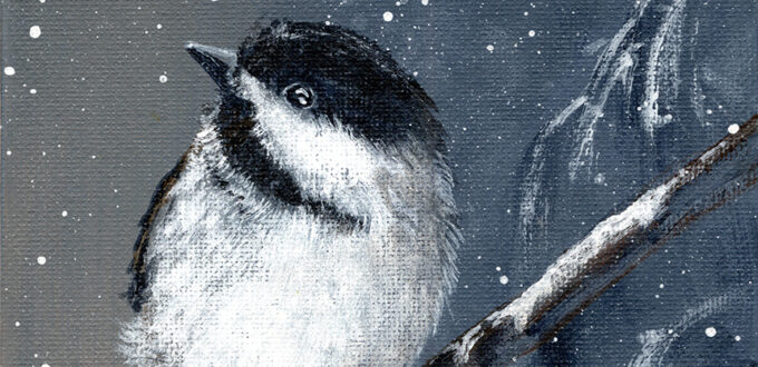 Black-capped Chickadee on snowy branch.
